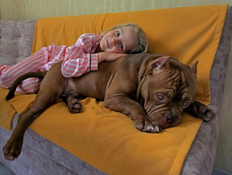 Американский булли покет по кличке Буч