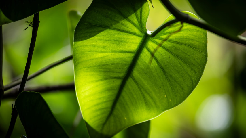 забота о природе