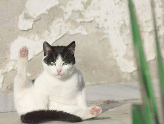 ЛИШАЙ У КОШЕК: ПРИЗНАКИ И ЛЕЧЕНИЕ