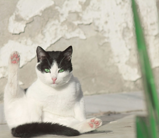 Пронефра при разных стадиях ХБП