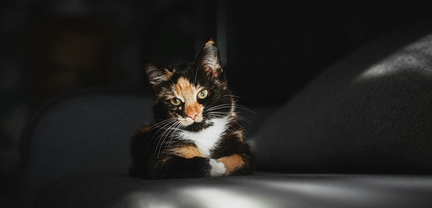 Лечение почек у животных по IRIS