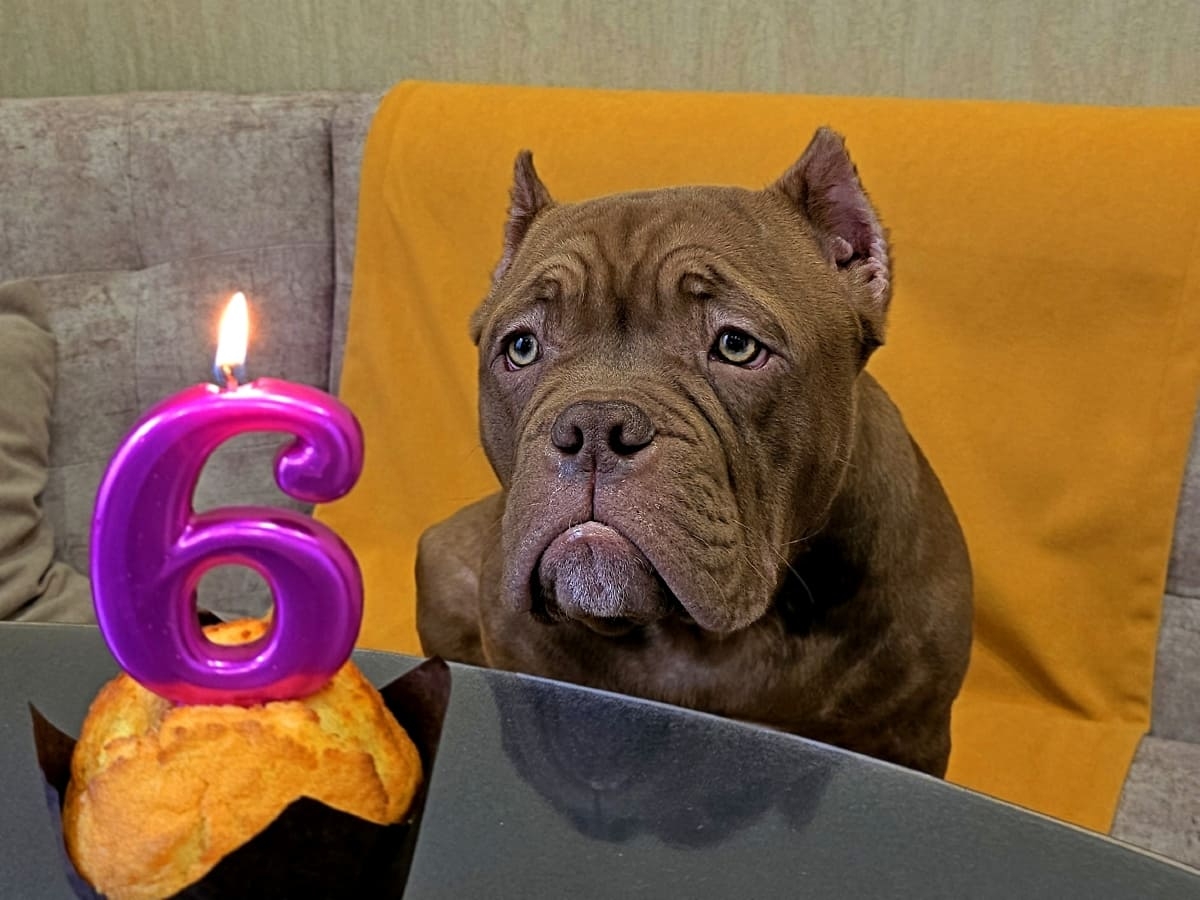 Американский булли день рождения фото амбулли 6 месяцев