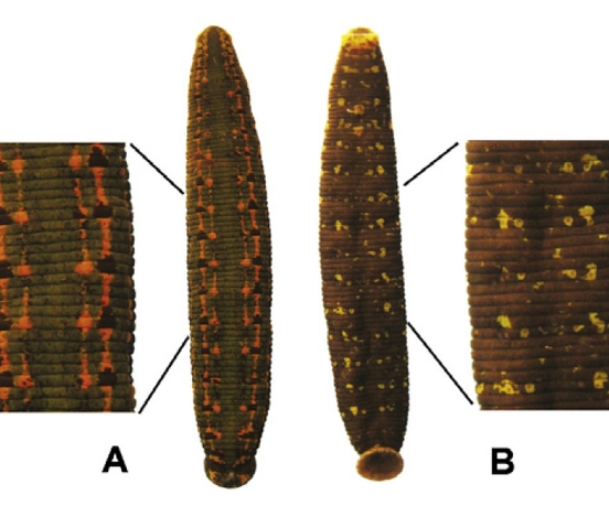 Hirudo orientalis Utevsky & Trontelj, 2005