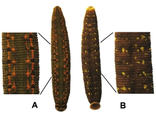 Hirudo orientalis Utevsky & Trontelj, 2005