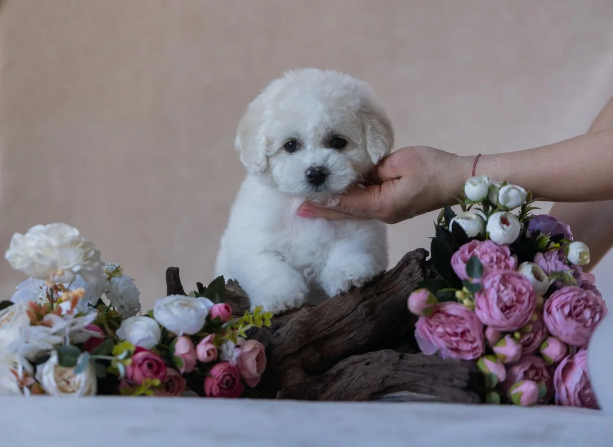 Dolly