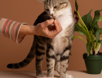 Что делать, если любимец с почечной недостаточностью отказывается от еды?