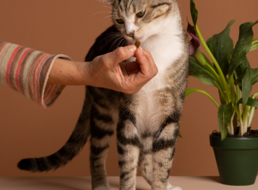 Что делать, если любимец с почечной недостаточностью отказывается от еды?