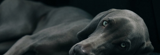 Пронефра для поддержки почек