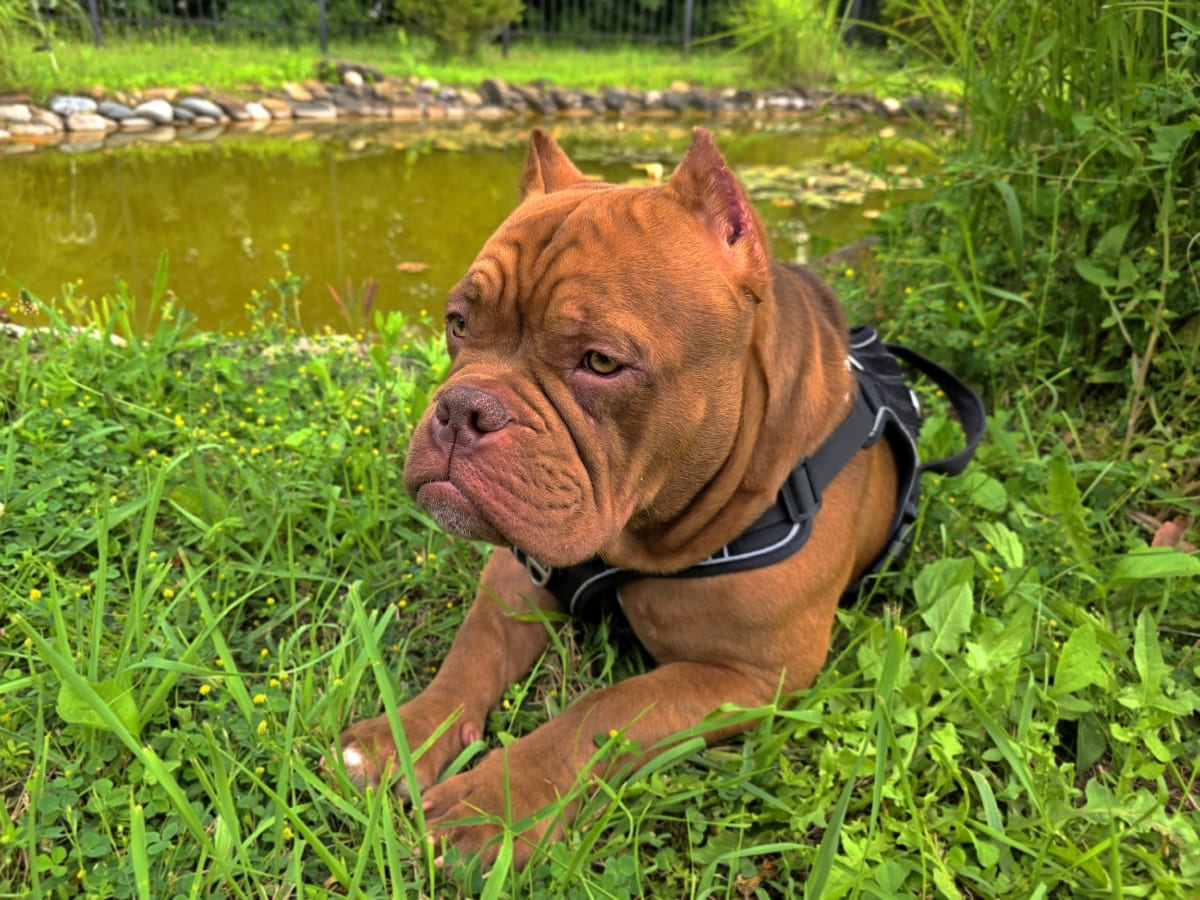 Американский булли отдыхает на траве фото амбулли 6 месяцев
