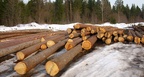 Кругляк ели строевой с доставкой в Москве