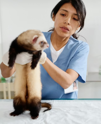 Ветеринарный врач осматривает хорька на наличие лишая