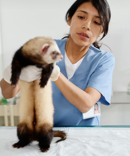 Ветеринарный врач осматривает хорька на наличие лишая