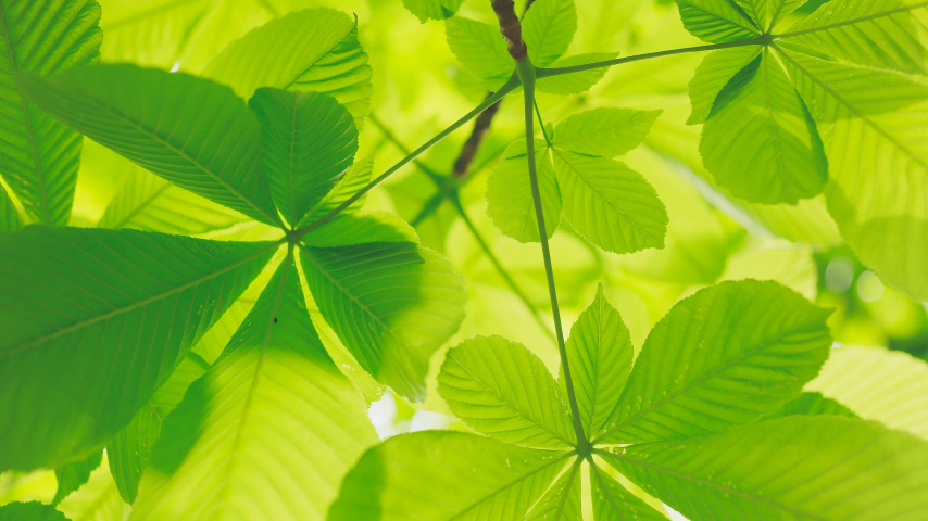 экологическая ответственность за природу