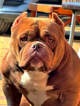 ABKC Отец - BULLY”S CLAN COSA NOSTRA DON MICHAEL 2