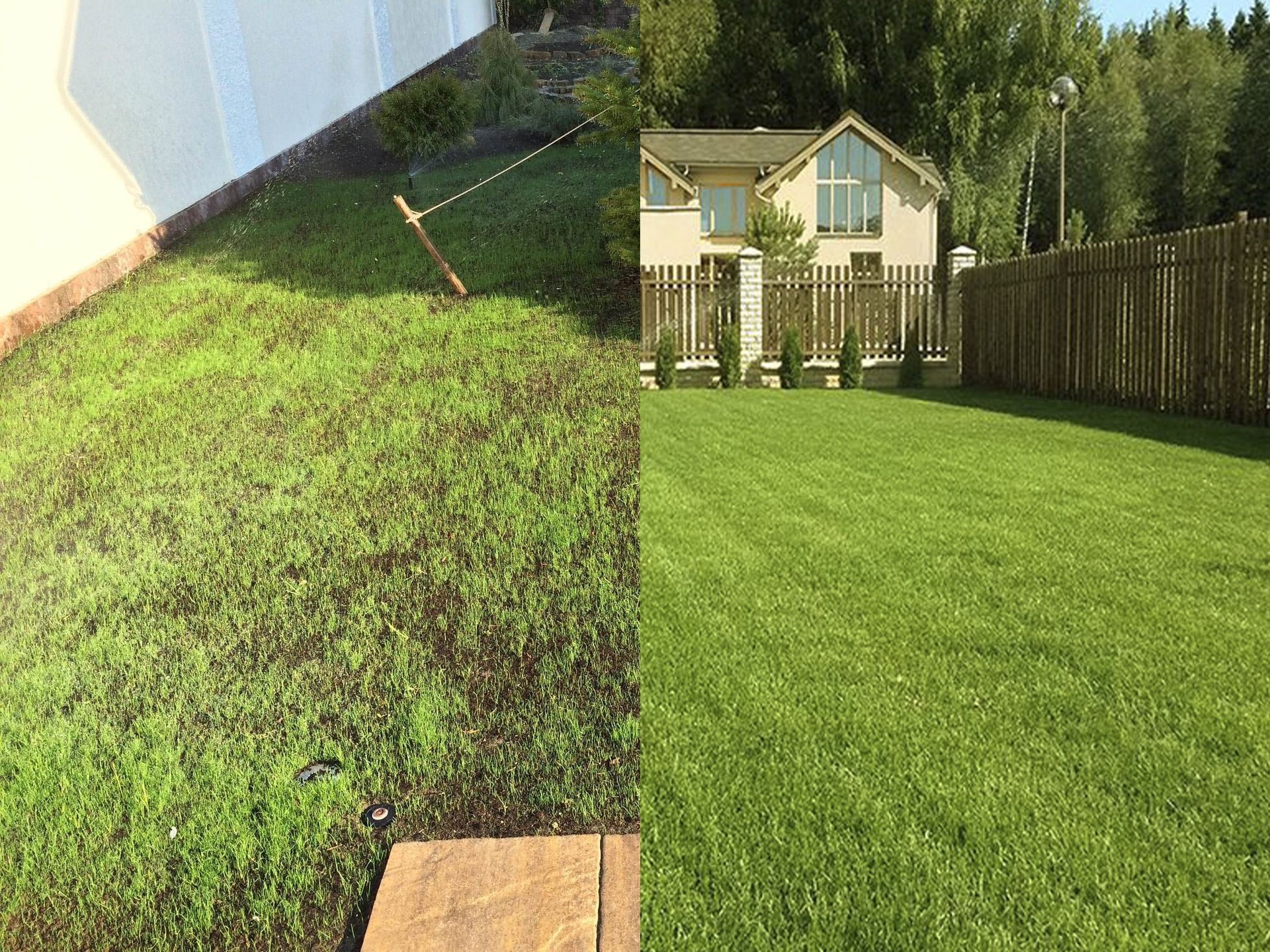 Рулонный газон или посевной — сравнение