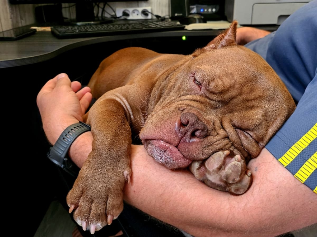 Американский булли спит на руках фото амбулли 5 месяцев