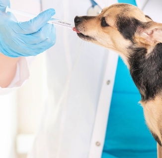 Схема лечения ХБП у собак