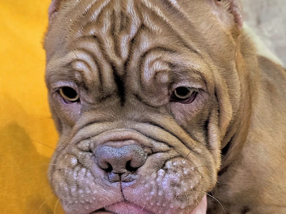 Американский булли в раздумьях фото амбулли 4 месяца