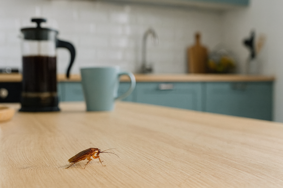 Таракан на кухне