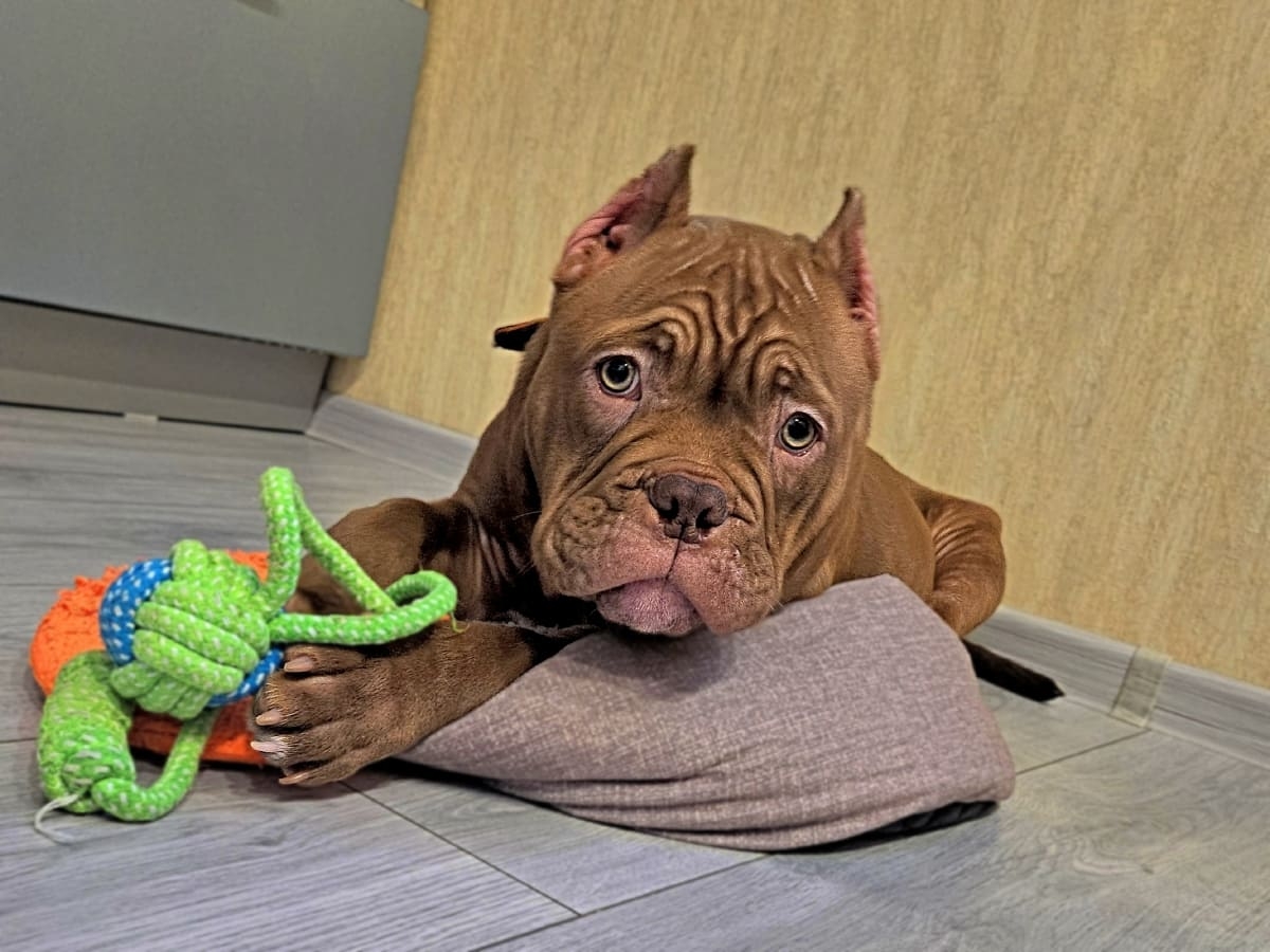 Американский булли с игрушкой фото амбулли 4 месяца