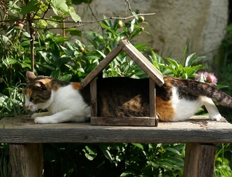 Как снизить риск побочных эффектов при длительном приеме Пронефры