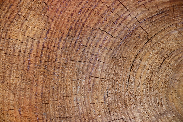 Classic Oak