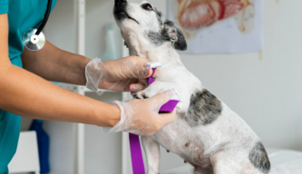 Хроническая почечная недостаточность у кошек и лечение