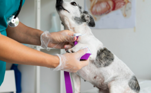 Хроническая почечная недостаточность у кошек и лечение