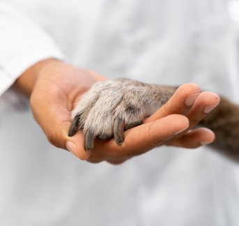 Ветеринар осматривает кошку породы перс