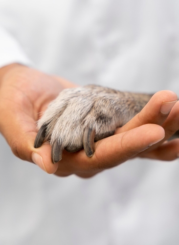 Ветеринар осматривает кошку породы перс