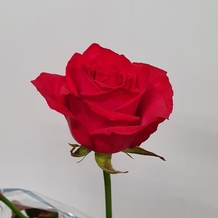 фото розы лола