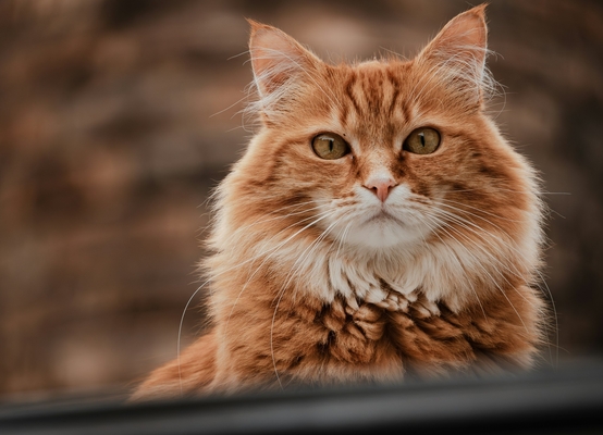 ипакитине инструкция хранения