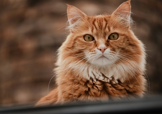 ХПН у питомцев: как Ипакитине облегчает симптомы