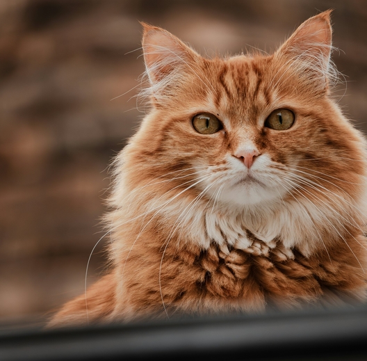 ХПН у питомцев: как Ипакитине облегчает симптомы