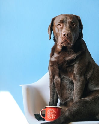 Ошибки при применении Веторила