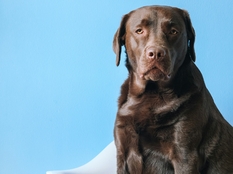 Основные отличия синдрома и болезни Иценко Кушинга. Как избавиться. 