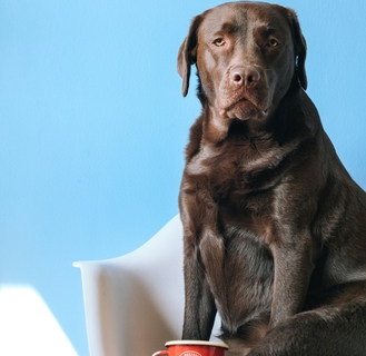 Веторил инструкция: правила применения