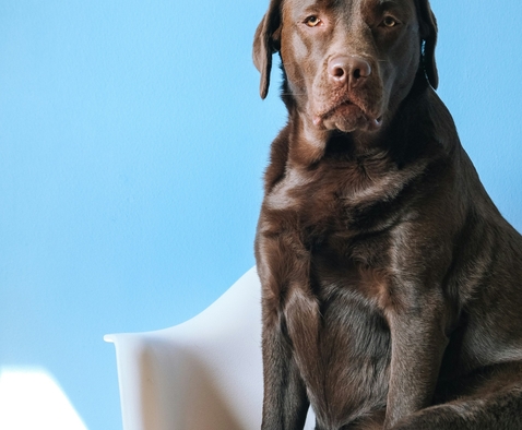 Веторил инструкция: правила применения