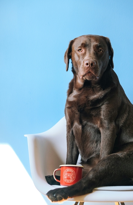 Самодельные капсулы с Пронефра