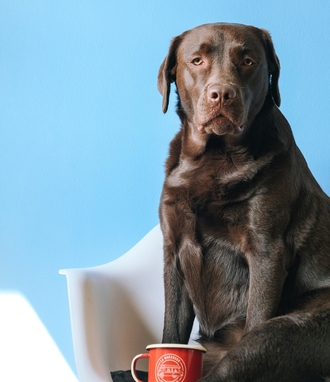 нализы при болезни почек у собак