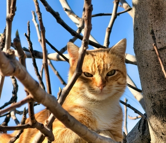 Владелец дает кошке лекарство Ипакитин с кормом