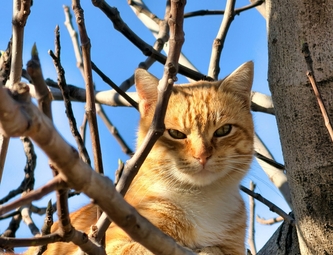 ЛИШАЙ У КОШЕК: ПРИЗНАКИ И ЛЕЧЕНИЕ