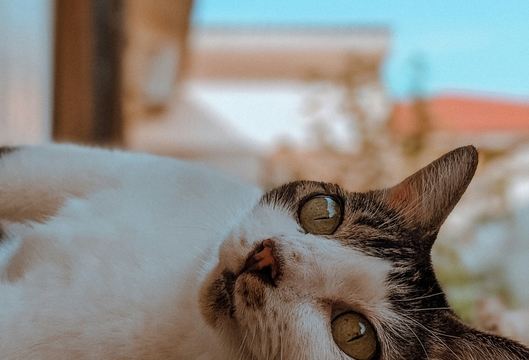 антибиотик широкого действия для кошек