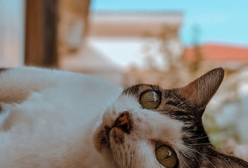 антибиотик широкого действия для кошек