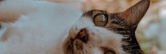 ХПН у питомцев: как Ипакитине облегчает симптомы