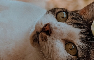 Возможные побочные реакции на Пронефру у животных