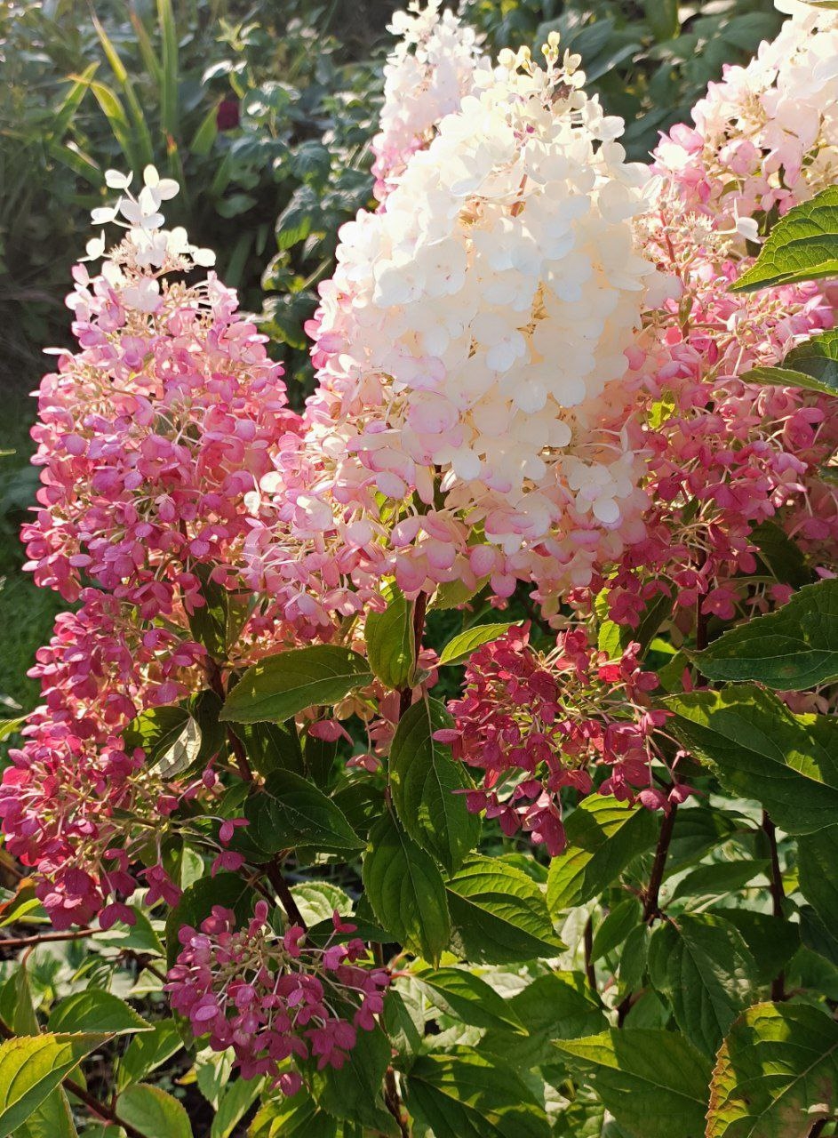 Гортензия метельчатая Strawberry blossom