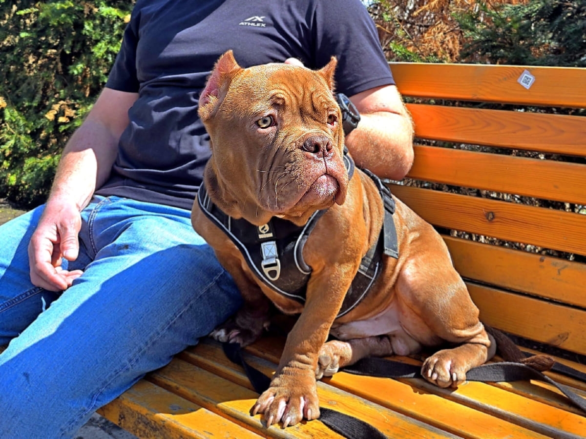 Американский булли на скамейке с хозяином фото амбулли 5 месяцев