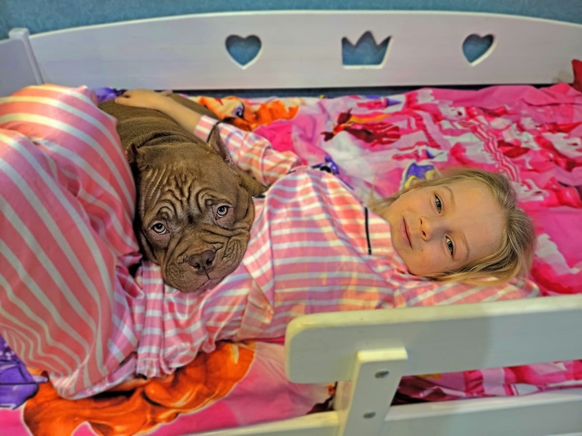 Американский булли с девочкой фото амбулли 4 месяца