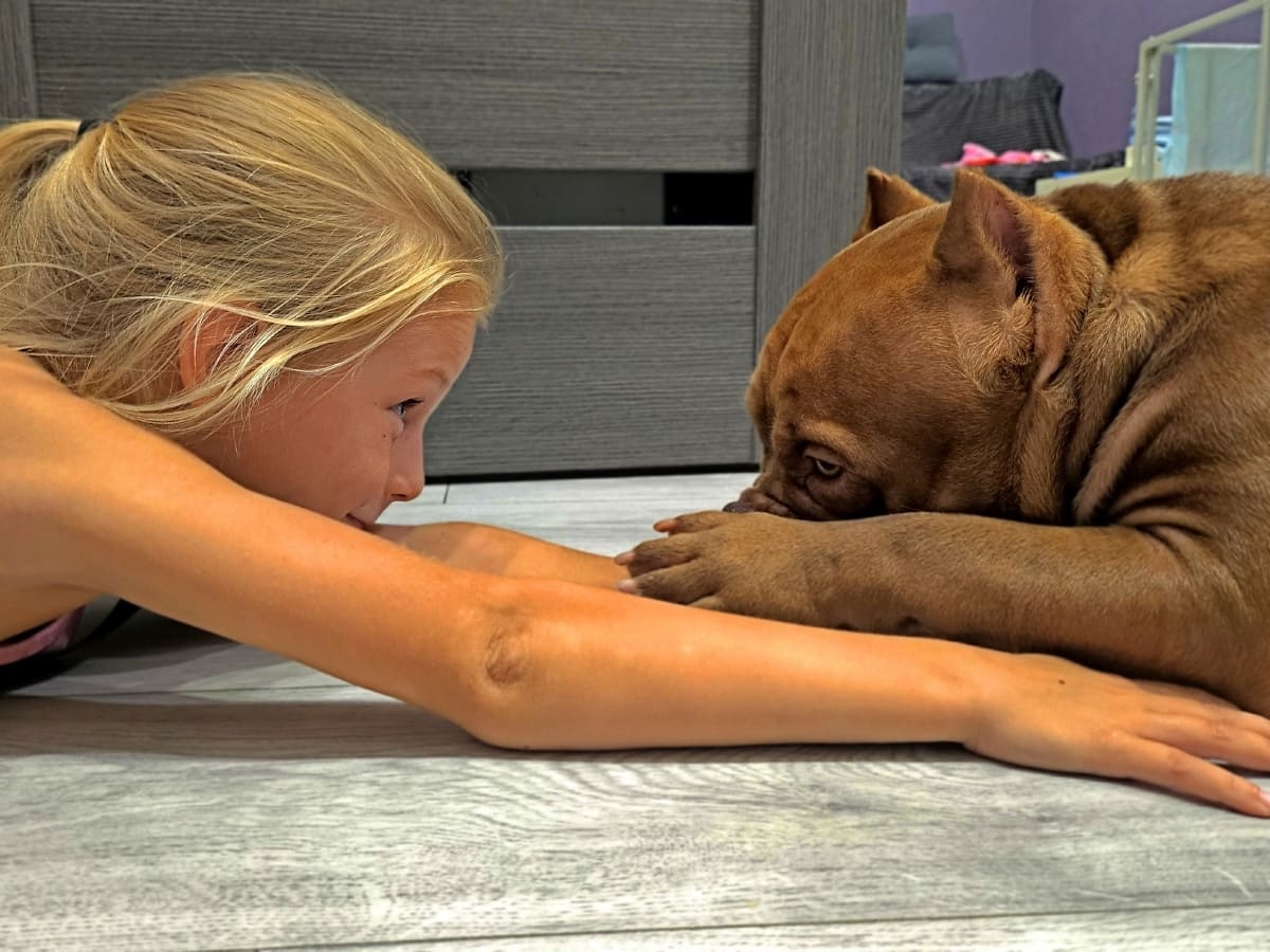 Американский булли играет с девочкой фото амбулли 6 месяцев